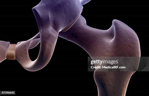 Obturator Foramen Photos and Premium High Res Pictures - Getty Images