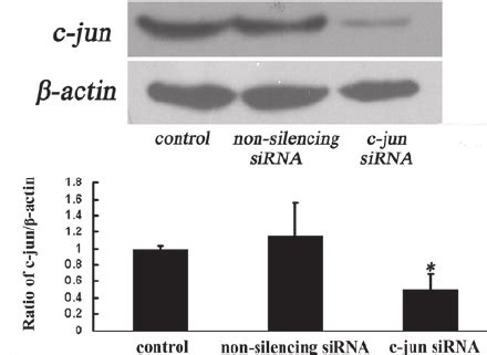 Effects of c-jun siRNA on the c-jun gene in cultured differentiated ...