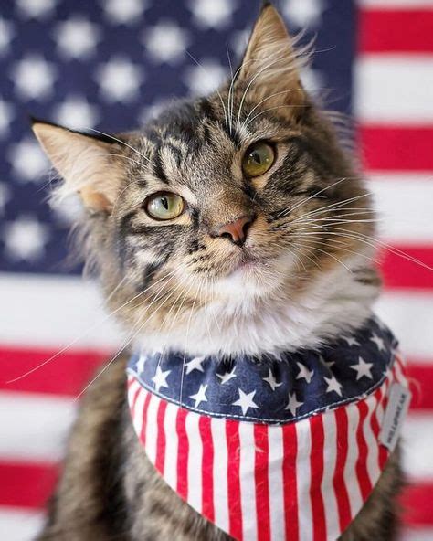 180 Cats Patriotic Cats Ideas In 2021 Patriotic Cat Cats Patriotic