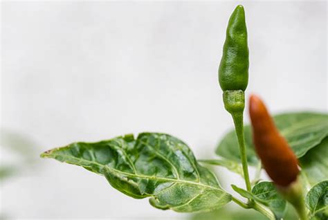 "Paprika Plant" Images – Browse 131 Stock Photos, Vectors, and Video | Adobe Stock