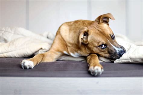 Canine Anxiety Masterclass | VibrantAnimal Health