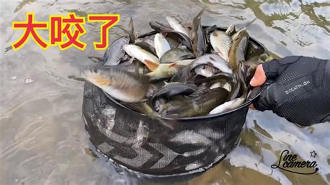 Creek Fishing In Taiwan 爆咬的基隆河雜牌軍左右開弓 Youtube