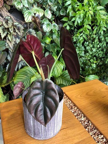 Alocasia Cuprea Red Secret Cm H Cm Orchids Orchid Care