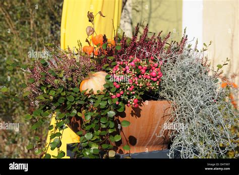 Pernettya hi-res stock photography and images - Alamy