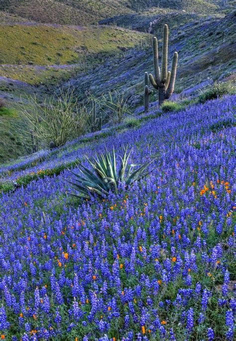 Arizona Desert Spring Flowers / Arizona wildflower forecast: Here's why ...