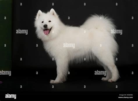 Samoyed Dog Standing Studio Black Background Stock Photo Alamy