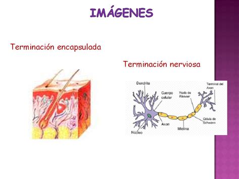 LILI 5 PELOS Terminaciones Nerviosas