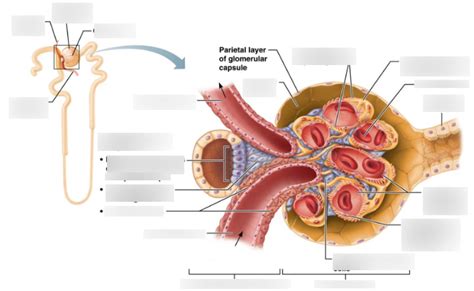 Nephron Loop Labeled Diagram Quizlet