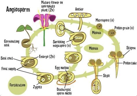 Free Which Type Of Plant Does This Alternation Of Generations Diagram