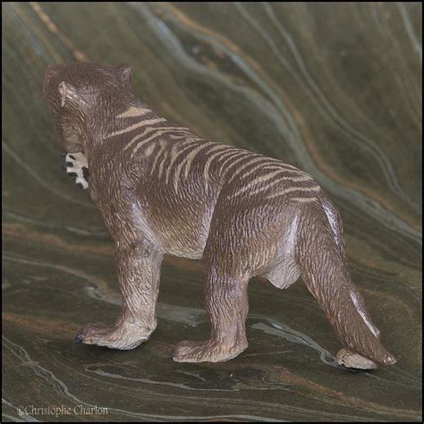 Southlands Replicas 00001 Thylacoleo Walkaround By Kikimalou