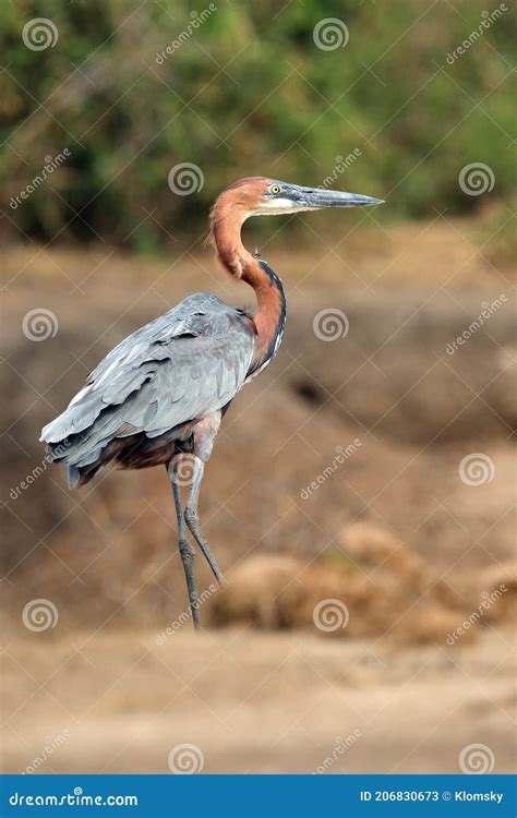 The Goliath Heron Ardea Goliath Also Known As The Giant Heron On The