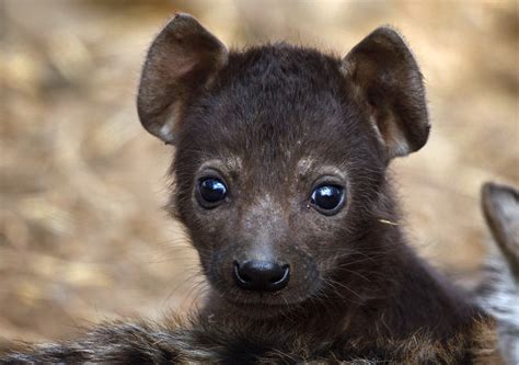 Sydney Zoo Shares Sweet Update on Their 3-Month-Old Baby Hyena - PetHelpful