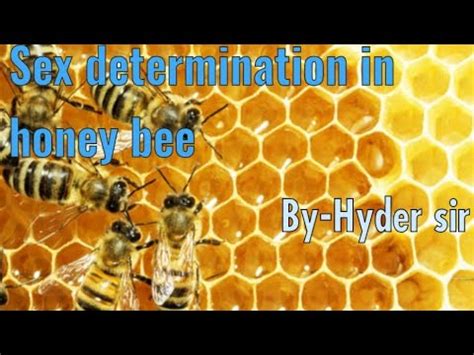 Sex Determination In Honey Bee Neet Principle Of Inheritance And