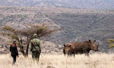 Laikipia Plateau In Kenya Ol Pejeta Conservancy Loisaba Ranch