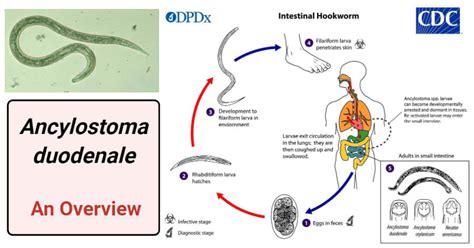 Ancylostoma Duodenale Life Cycle