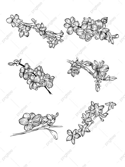 Hand Drawn Line Png Image Spring Jasmine Black And White Hand Drawn