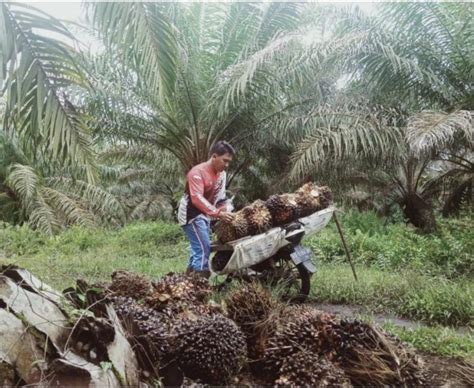 Kalteng Rebut Posisi Ketiga Harga Tbs Tertinggi Di Indonesia