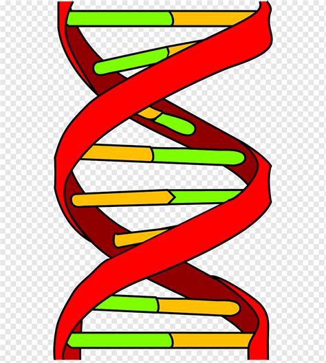 Dna Genetics Computer Icons Nucleic Acid Double Helix Genetic Testing