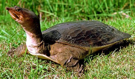 Florida Softshell Turtle Apalone Ferox Photograph By Millard H Sharp