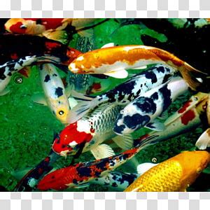 Koi Yuefu Nelumbo nucifera 乐府诗集 Zongzi others transparent background