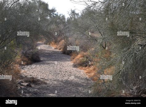 dry stream   desert stock photo alamy