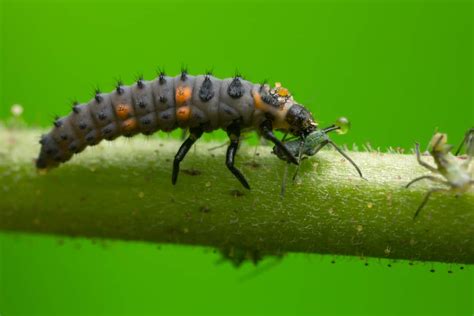 12 Things Ladybug Larvae like to Eat Most (Diet, Care & Feeding Tips)