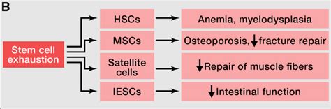 NAD And The Hallmarks Of Aging Series Part 8 Stem Cell Exhaustion