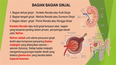 EDUKASI BELAJAR IPA: SISTEM EKSKRESI :GINJAL