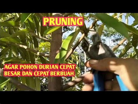 Pruning Pohon Durian Umur Tanam Satu Tahun Dikebun Adik Ipar Youtube