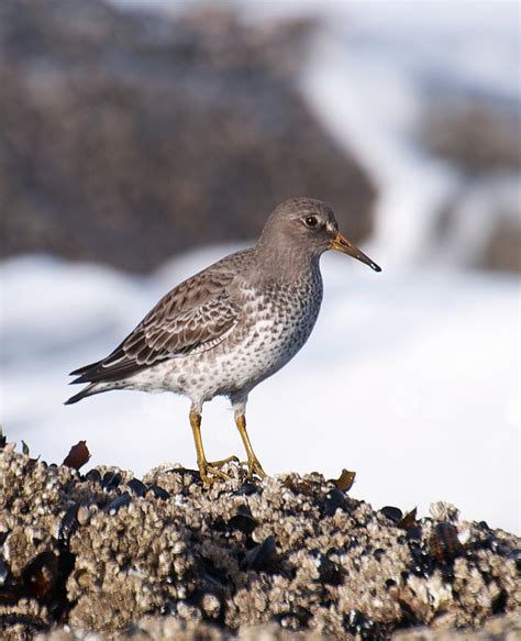 Nw Bird Blog Rock Sandpiper