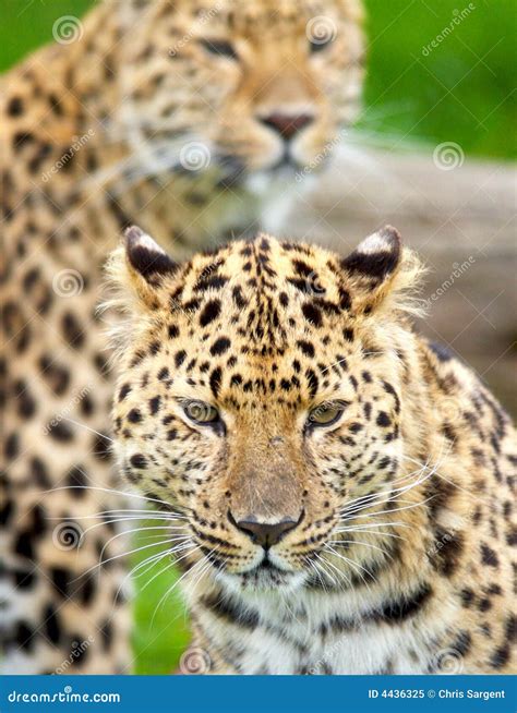 Amur Leopards Stock Image Image Of Glance Amur China 4436325