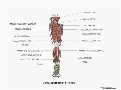 Qcm Anatomie Membre Sup Rieur Pdf