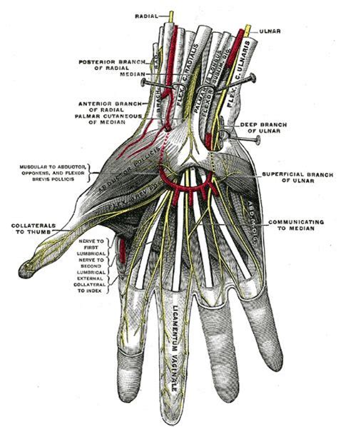 Ulnar Nerve Anatomy Orthobullets