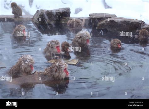 Snow Monkey In Hot Spring Jigokudani Nagano Japan Stock Photo Alamy