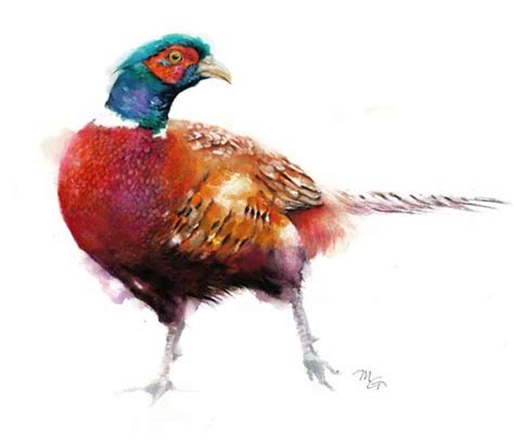 Pheasant Watercolor at PaintingValley.com | Explore collection of ...