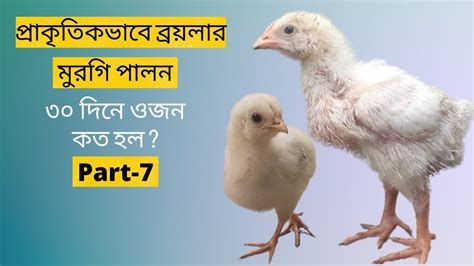 প্রাকৃতিক ভাবে ব্রয়লার মুরগি পালন Poultry Business Country Chicken