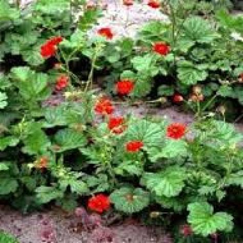 Geum Chiloense Mrs Bradshaw Nagelkruid Bloemenpark Appeltern