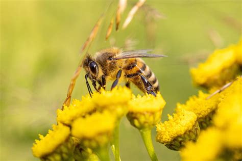 Radikale Verstand Retuschieren Sauver Les Abeilles Beringstra E Ringen