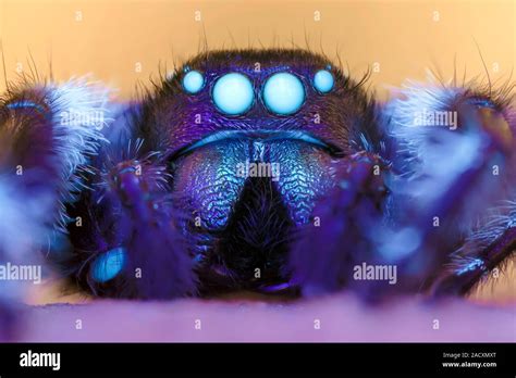 Male Regal Jumping Spider Phidippus Regius Illuminated With Ultraviolet Uv Light Spiders