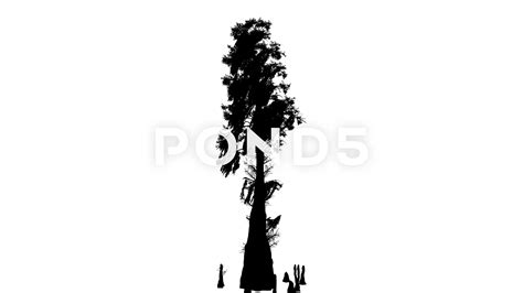 Cypress Tree Swamp Silhouette