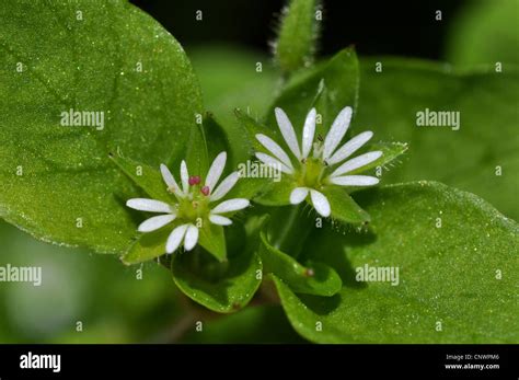 Common Chickweed Stellaria Media Flowers Germany Stock Photo Alamy