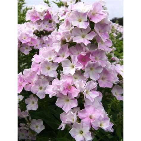 Phlox Paniculata Cool Water Plantes Vivaces Le Chatel Des Vivaces