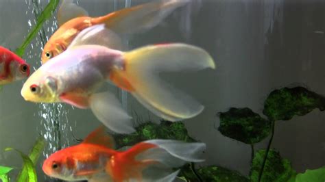 Fantail Goldfish Babies Update Fancy Goldfish Grown Up White Fantail