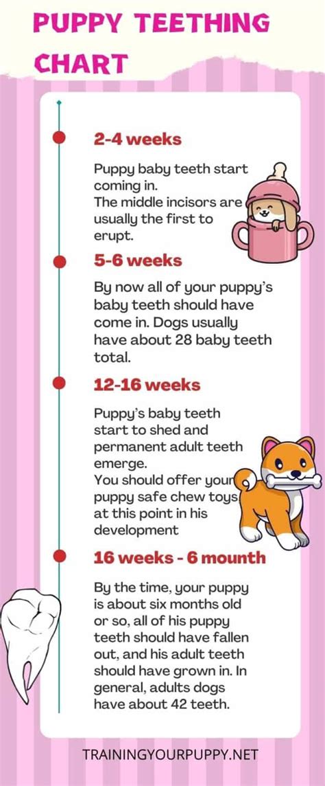 Puppy Teeth Chart By Age