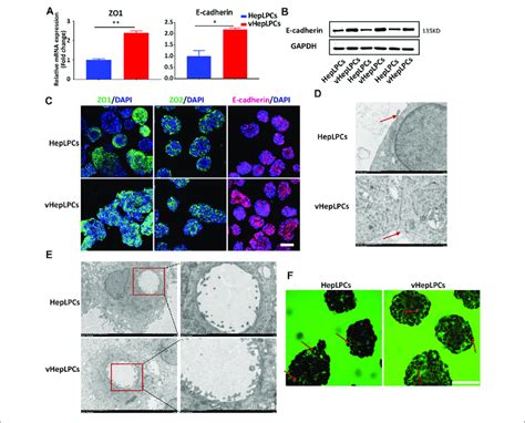 Co Culture Of Heplpcs And Huvecs Enhanced Cell Cell Tight Junctions