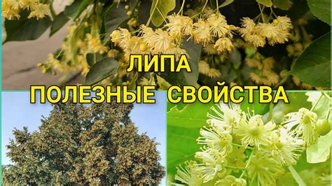 Липа – полезные свойства, противопоказания, применение в народной ...