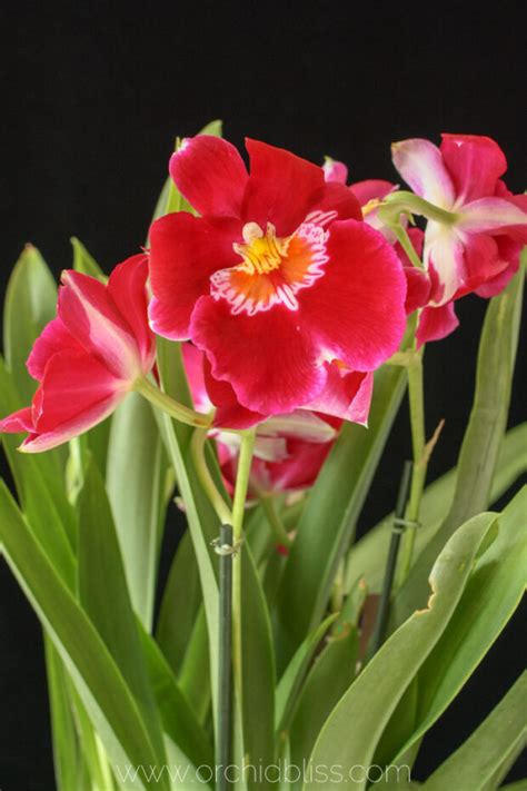 Orchid Anatomy And Terminology Orchid Bliss