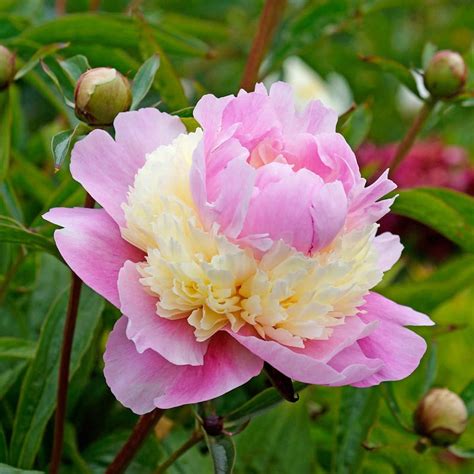 10 Rare Seeds Sorbet Peony Seeds Perennial Authentic Etsy