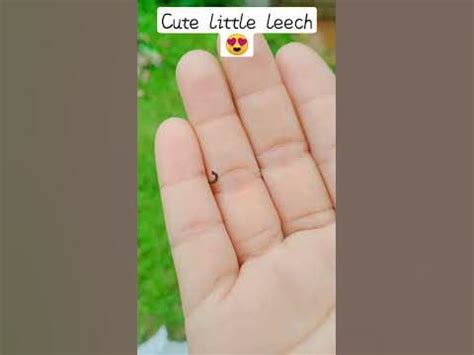 i caught this little cute leech today morning 😍 - YouTube