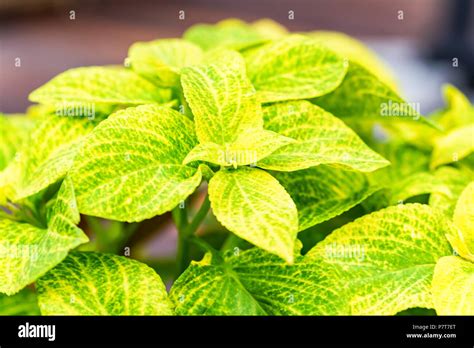 Green Leaves Of Coleus Plant Stock Photo Alamy